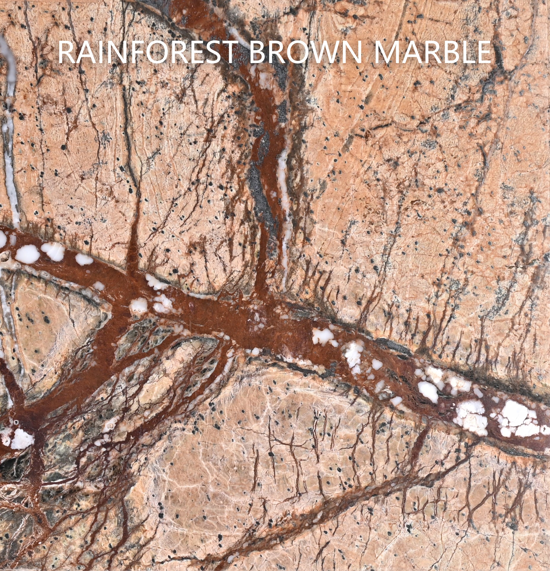 Rainforest Brown Marble