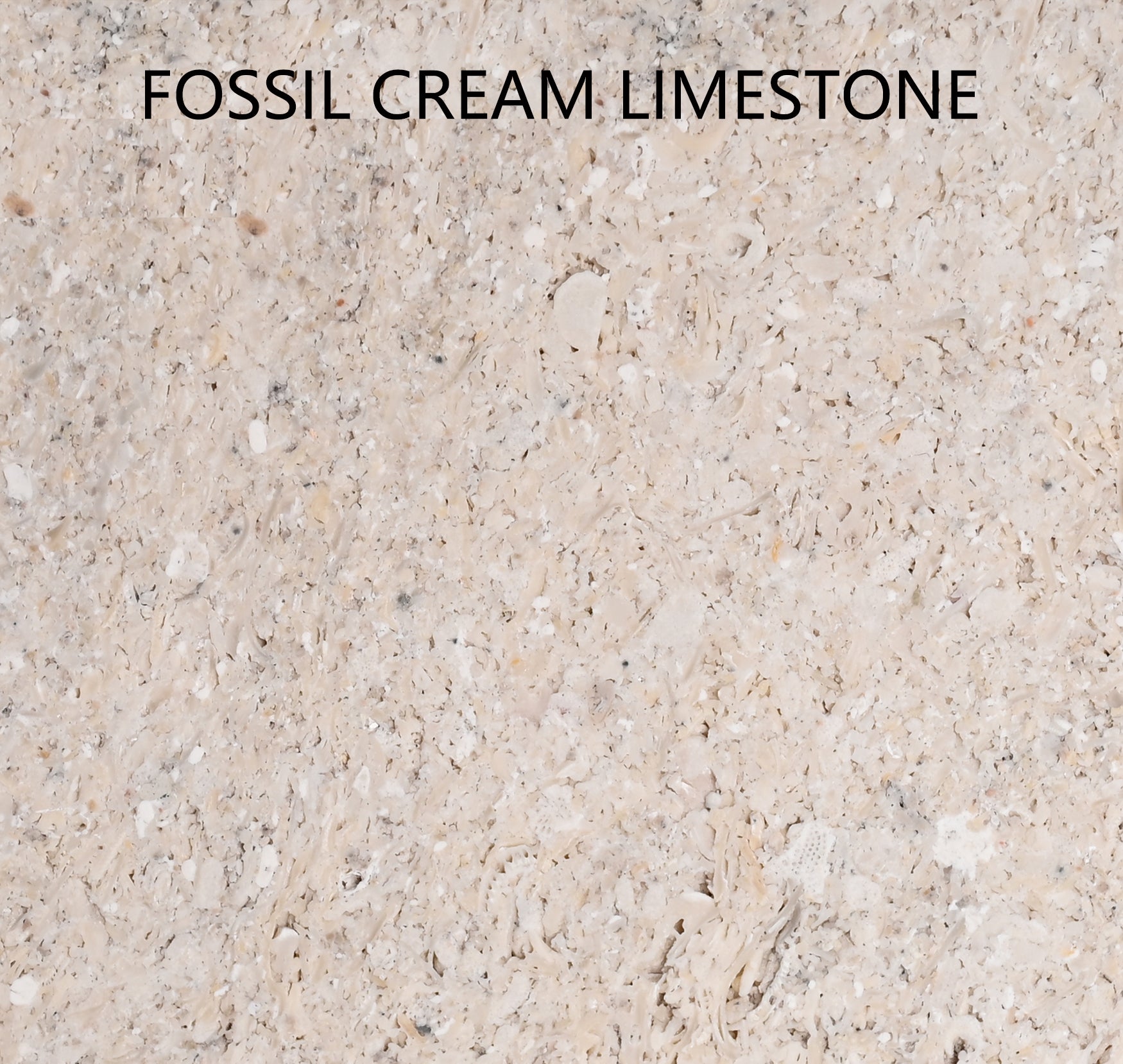 Fossil Cream Limestone
